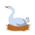 Vector illustration of a gray goose sitting in a nest and hatching eggs. Isolated